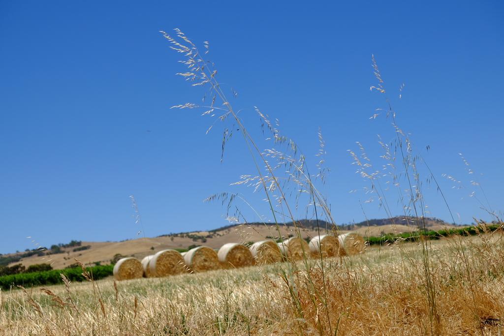 טנודה Barossa Vineyard Cottages מראה חיצוני תמונה